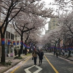 2018.03.31 YD제주 벗꽃 나들이 모임
